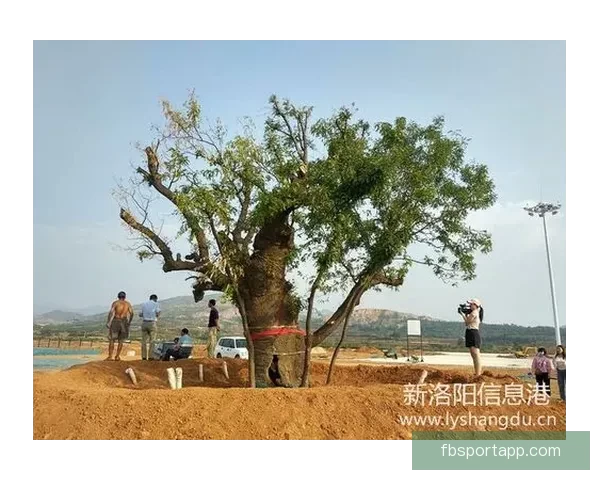 FB体育邀请码助力用户快速注册畅享体育赛事福利和专属优惠